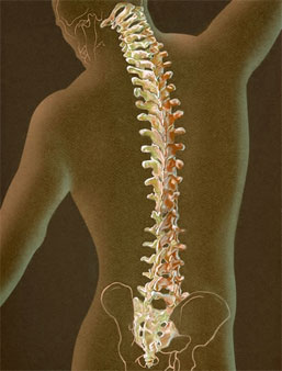 pg_spinal-illustration